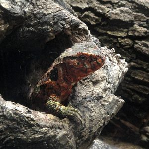 Chinese Crocodile Lizard
