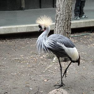 East African Crowned Crane