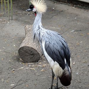 East African Crowned Crane