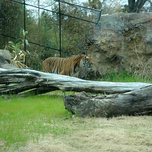 Trail of the Tiger - Malayan Tiger