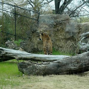 Trail of the Tiger - Malayan Tiger