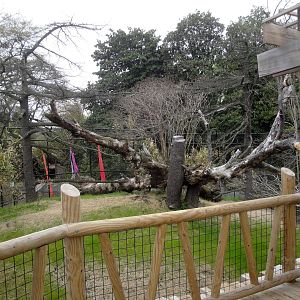 Trail of the Tiger - Binturong Exhibit