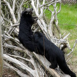 Trail of the Tiger - Binturong