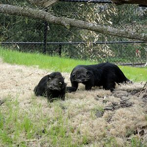 Trail of the Tiger - Binturong