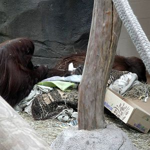 Trail of the Tiger - Orangutans