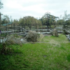Trail of the Tiger - Malayan Tiger Exhibit