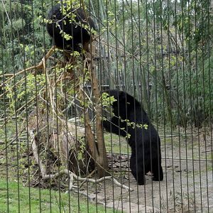Trail of the Tiger - Asian Black Bear