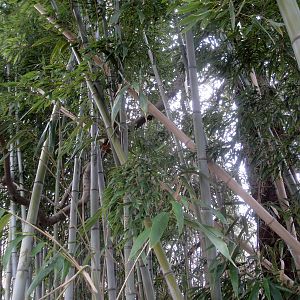 Trail of the Tiger - Bamboo