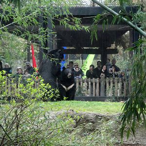 Trail of the Tiger - Asian Black Bear