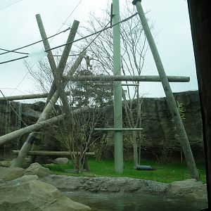 Trail of the Tiger - White-cheeked Gibbon/Asian Small-clawed Otter Exhibit