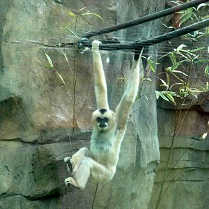 Trail of the Tiger - White-cheeked Gibbon
