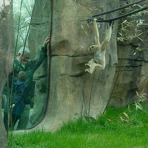 Trail of the Tiger - White-cheeked Gibbon