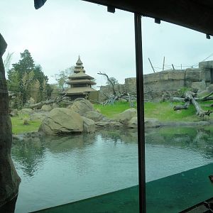 Trail of the Tiger - Malayan Tiger Exhibit