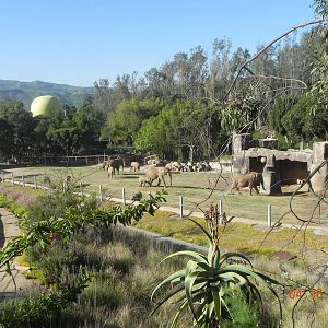 Old Asian Elephant exhibit. It can now be opened to the African Elephants.