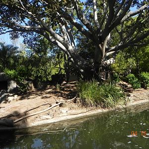 Ring-tailed Lemur island.