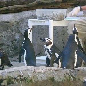 african penguins