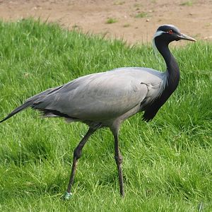 Demoiselle Crane