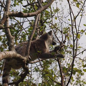 free ranging R.T lemur