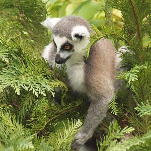 free ranging R.T.lemur