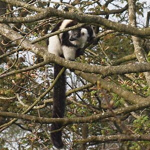 Belted lemur