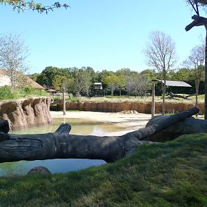 Giants of the Savanah