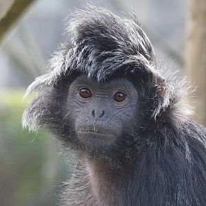 Javan langur