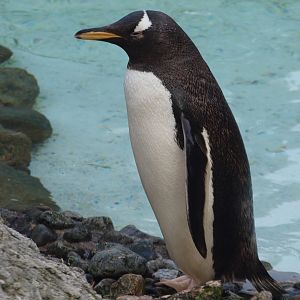 Gentoo penguin