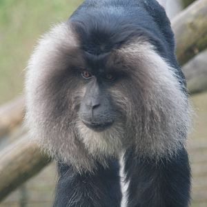 lion tailed macaque
