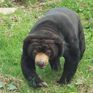Bora, female sun bear