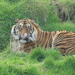 Kabus, male sumatran tiger