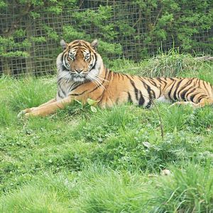 Kinabalu, female sumatran tiger
