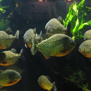 Piranhas