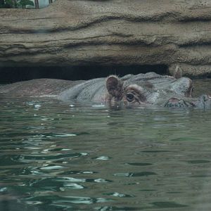 Hippopotamus