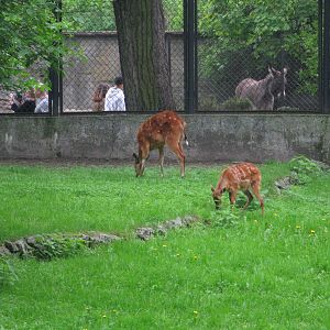 Sitatungas and (from rear) domestic ass