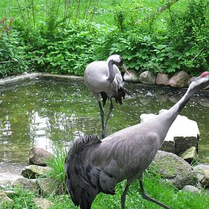 Common cranes