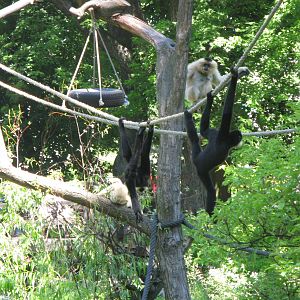 Acrobats family. Buff-cheeked gibbons