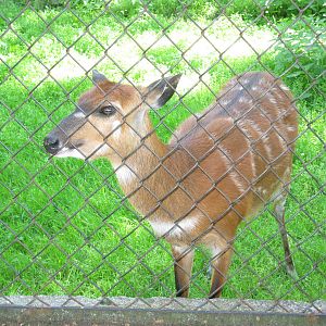 Sitatunga