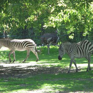 Grant's Zebras and Ostrich
