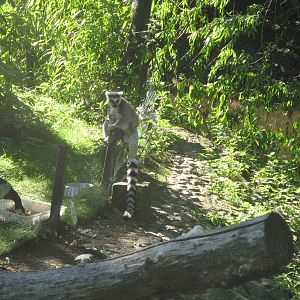 Ring-tailed lemur in fence