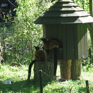 Red ruffed lemurs and shelter