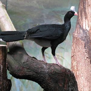 Northern helmeted curassow