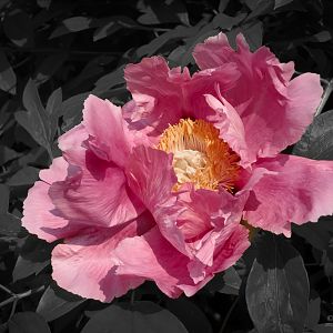 Camellia - 21/04/2011