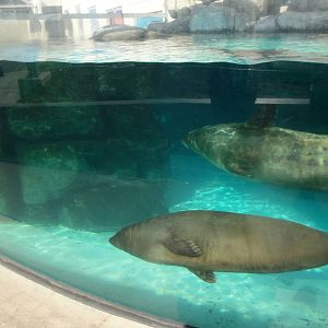 Harbor Seals