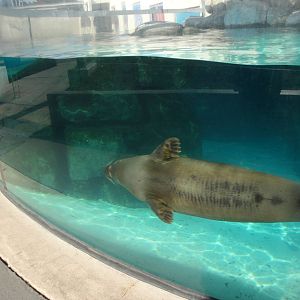 Harbor Seal