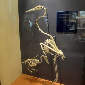 Skeleton Display