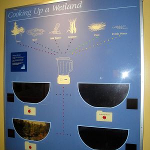 Wetland Graffic