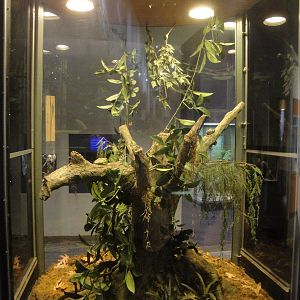 Native Frog Exhibit