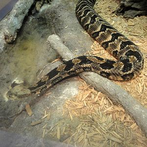 Canebrake Rattlesnake