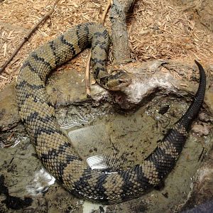 Eastern Cottonmouth