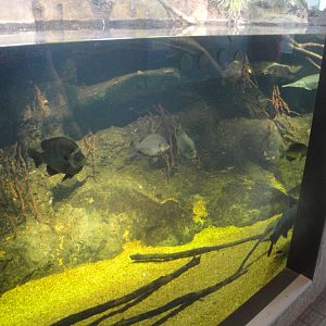 Coastal River Exhibit